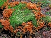 Sulphur Tufts