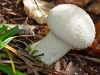 Common Puffball