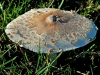 Macrolepiota mastoidea