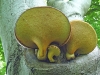 Dryads Saddle