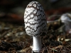 Magpie Ink-Cap.