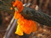 Brain Fungus