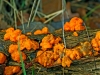 Brain Fungus