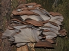 Oyster Mushroom.