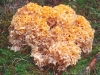 Cauliflower.