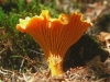 Chanterelle.