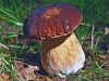 Cep or Penny Bun.