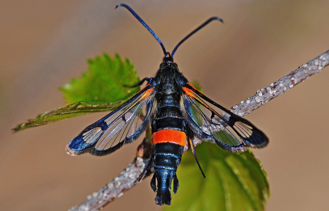 Large Red- Belted Clearwing