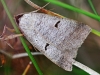 Blackneck Moth