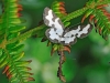 Clouded Border