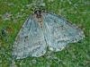Clouded Silver