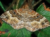 Common Carpet