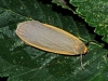 Common Footman