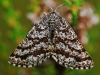 Common Heath