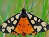 Cream Spot Tiger