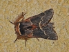December Moth