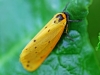 Dew Moth