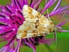 Dusky Sallow