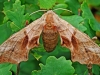 Eyed Hawkmoth