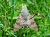 Hummingbird Hawkmoth