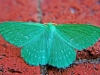 Large Emerald