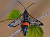 Large Red- Belted Clearwing