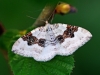Silver Ground Carpet Moth