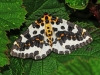 Magpie Moth