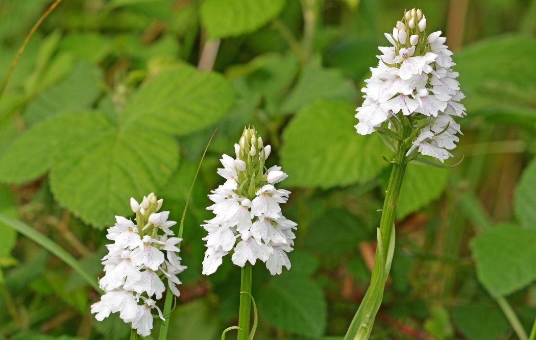 Common Spotted Orchid (white form)