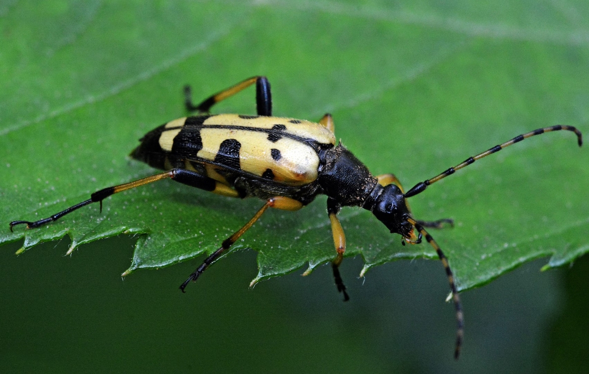 Black & Yellow Longhorn Beetle