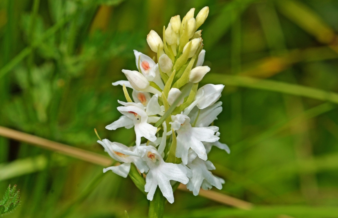 Pyramidal Orchid (white version)