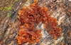 Tremella foliacea