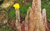 Flowers Of Tan (Fuligo septica)