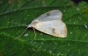 Straw Dot Moth