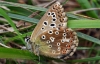 Chalk Hill Blue