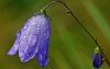 Harebell