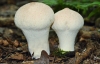 Common Puffballs (Lycoperdon perlatum)