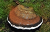 Artist's Fungus (Ganoderma applanatum)