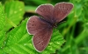 Ringlet