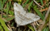 Chalk Carpet Moth