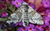 Sallow Kitten Moth