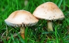 Fairy Ring Champignon (Marasmius oreades)