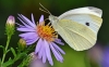 Large White