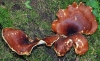 Bay Polypore (Polyporous durus)