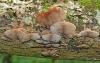 False Oyster (Panellus stipticus)