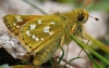 Silver Spotted Skipper