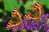 Small Tortoisehells