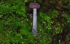 Amethyst Deceiver (Laccaria amethystina)