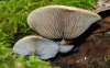 False Oyster (Panellus stipticus)