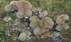 False Oyster (Panellus stipticus)